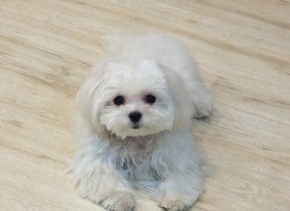 瑪爾濟斯優缺點