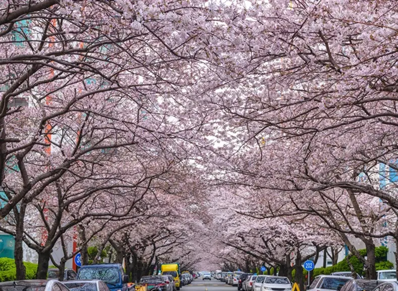 釜山賞櫻景點 釜山賞櫻景點
