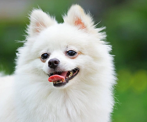 博美犬標準體重