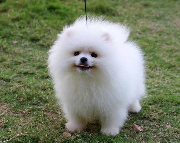 博美犬大小公斤