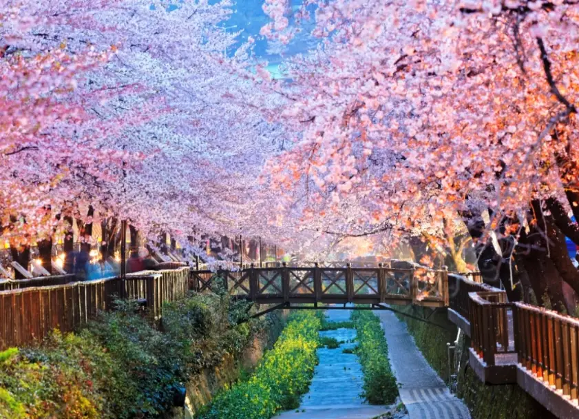 釜山櫻花季 釜山櫻花季