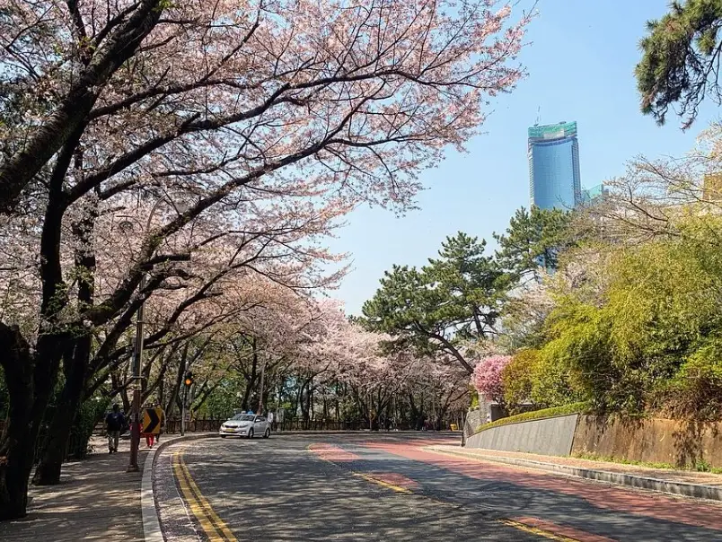 釜山櫻花 釜山櫻花