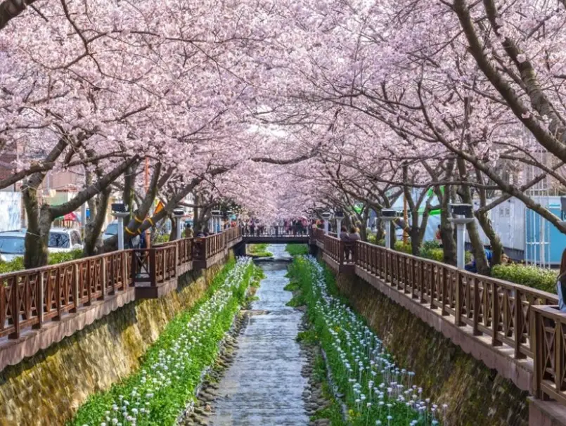 釜山櫻花 釜山櫻花