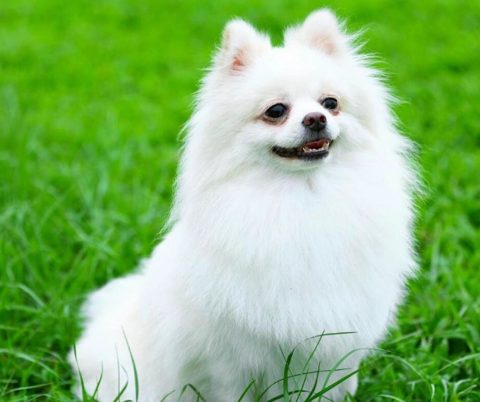 博美犬標準體重