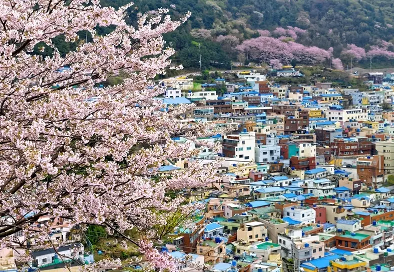釜山賞櫻景點 釜山賞櫻景點