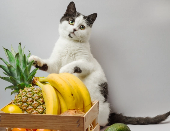 貓咪安全水果