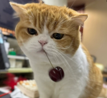 貓咪水果