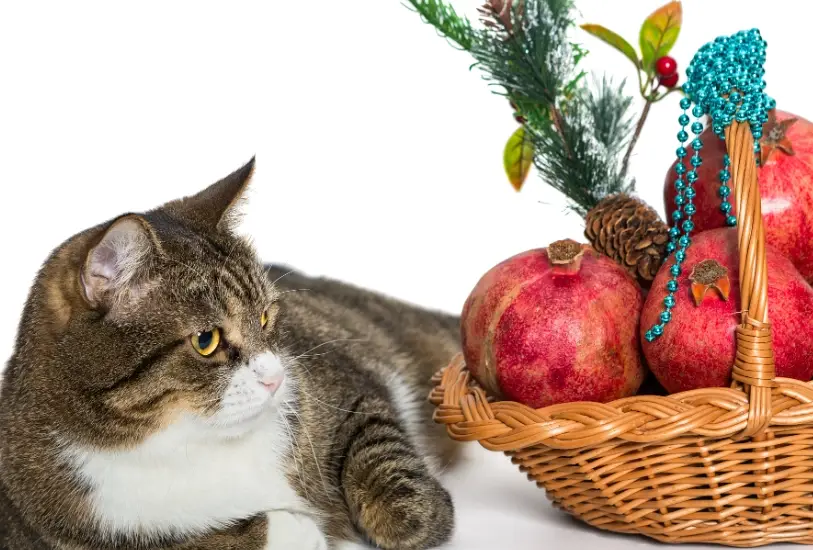 貓咪可以吃的水果