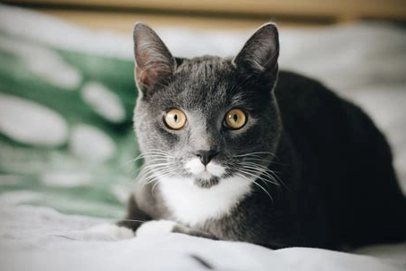 貓餵食地瓜注意事項