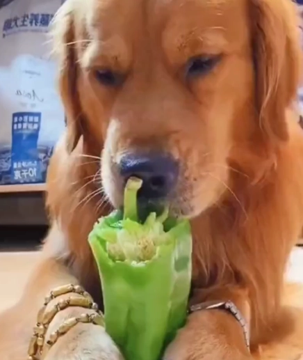狗吃青椒