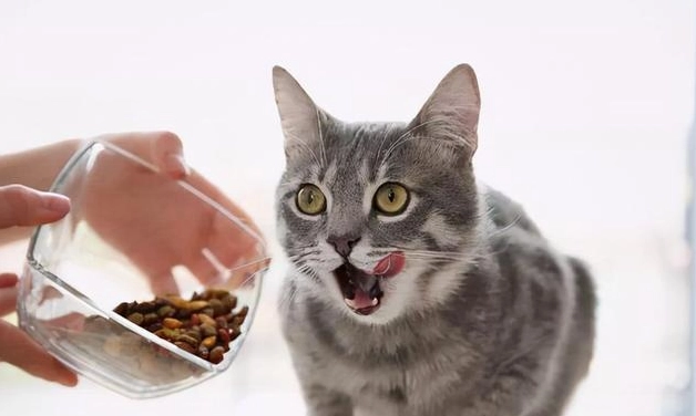 貓可以吃地瓜嗎