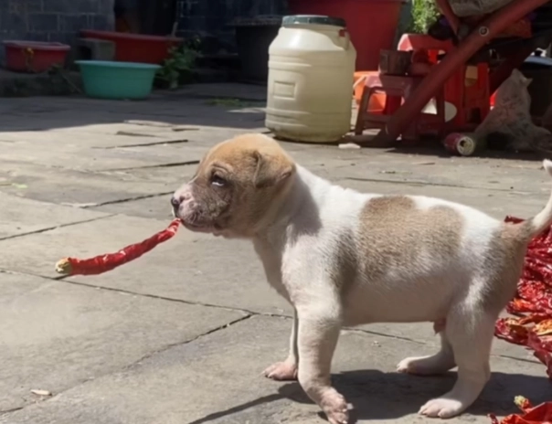 狗吃青椒