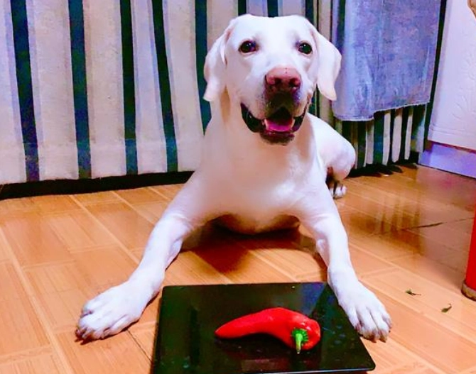 狗狗可以吃青椒嗎