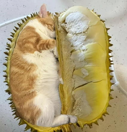 貓咪可以吃的水果