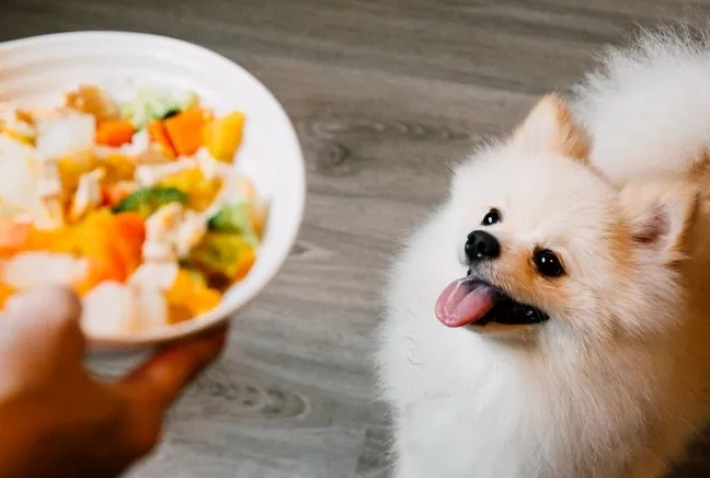 狗狗貧血吃什麼