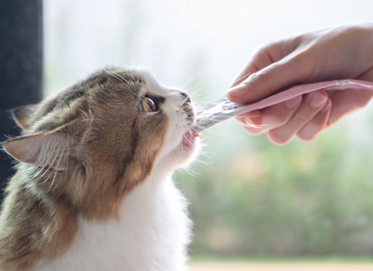 貓餵食地瓜注意事項