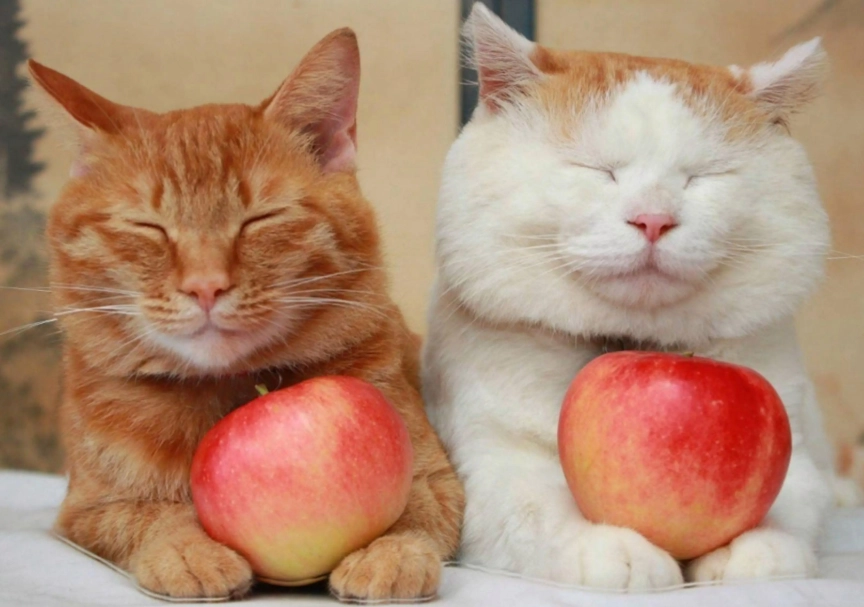 貓咪可以吃什麼水果