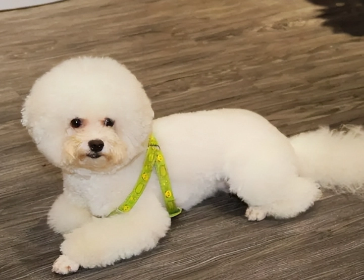 比熊智商高嗎？揭開棉花糖般可愛下的真實智力與訓練秘訣