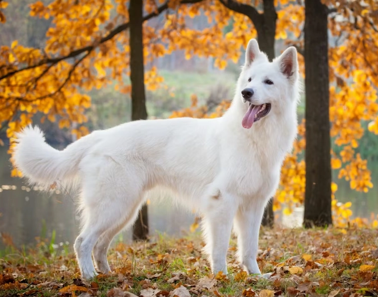 大型犬健康管理