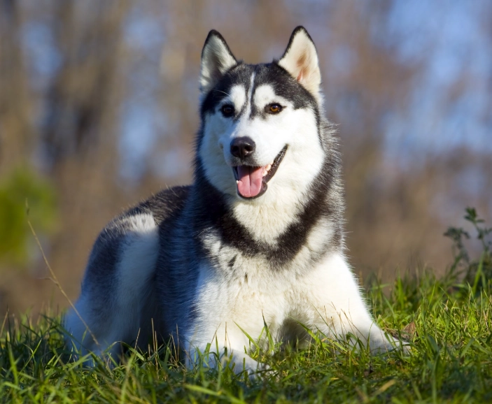 大型犬健康管理
