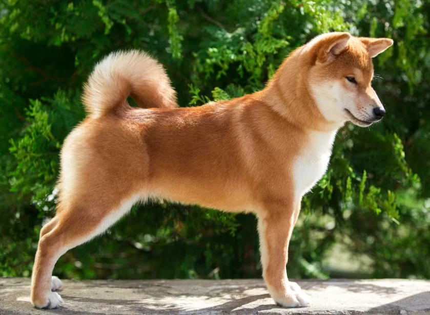 中型犬平均壽命 中型犬平均壽命