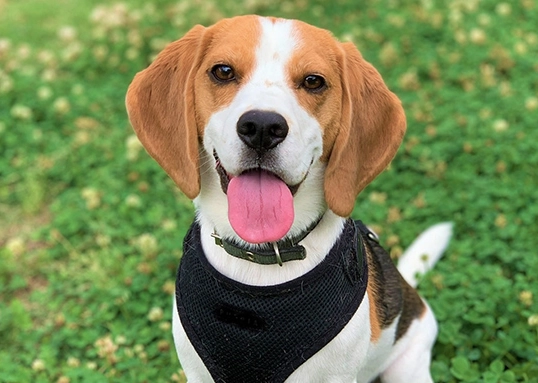 中型犬平均壽命 中型犬平均壽命