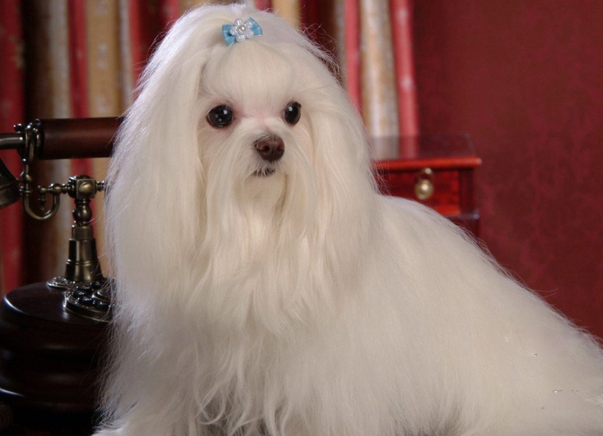 馬爾濟斯犬訓練 馬爾濟斯犬訓練