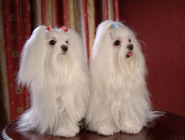 马尔济斯犬聰明嗎 马尔济斯犬聰明嗎