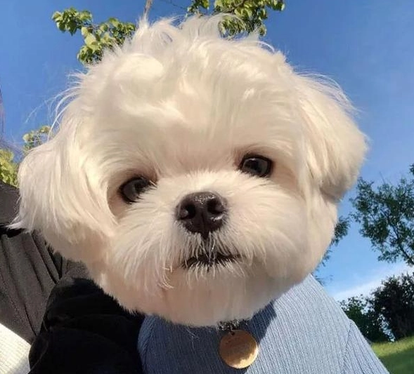 馬爾濟斯犬訓練 馬爾濟斯犬訓練