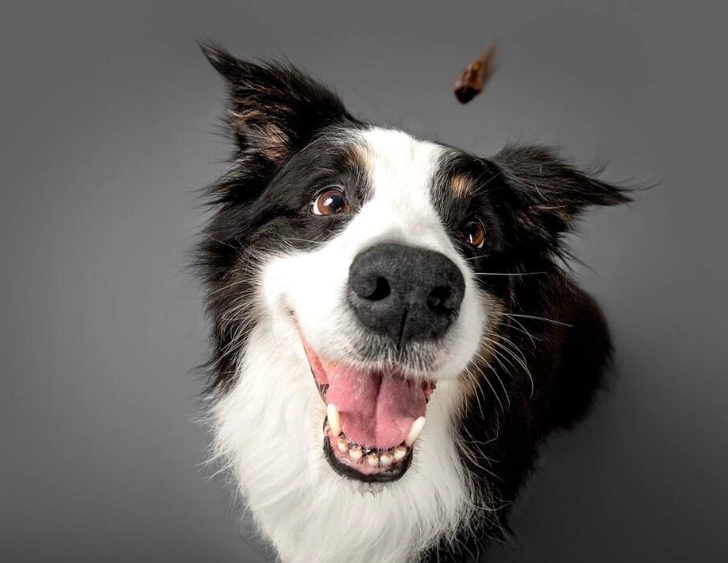 如何延長狗狗壽命 如何延長狗狗壽命