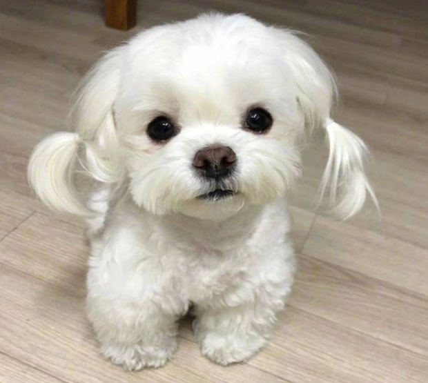 马尔济斯犬智商解析：聰明還是固執？訓練技巧與真實評價