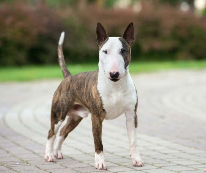 如何延長狗狗壽命 如何延長狗狗壽命