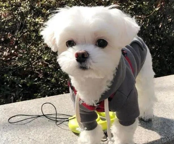 馬爾濟斯犬訓練 馬爾濟斯犬訓練