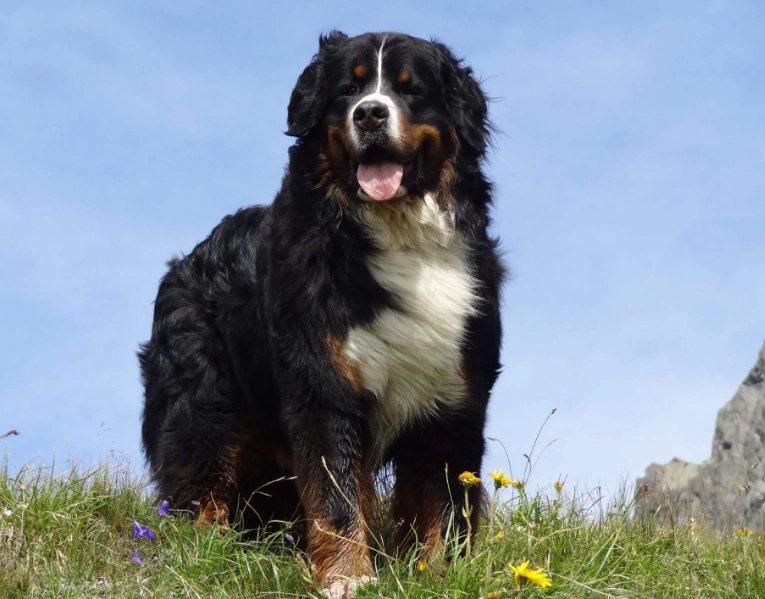 如何延長狗狗壽命 如何延長狗狗壽命