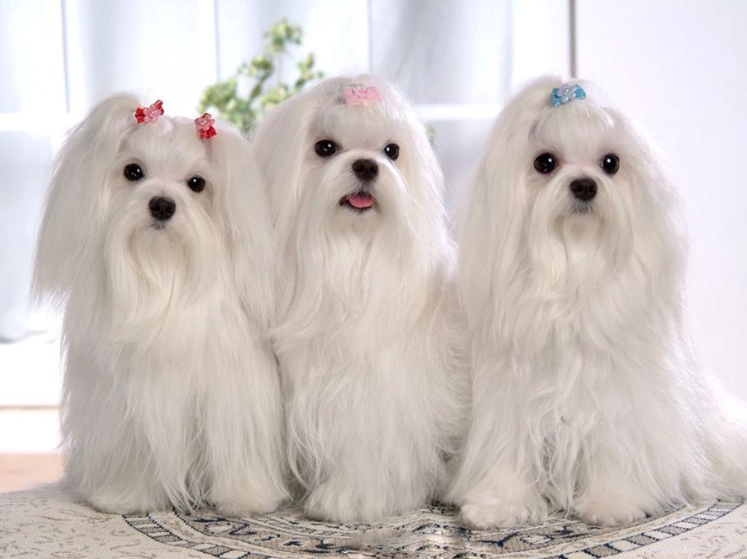 马尔济斯犬聰明嗎 马尔济斯犬聰明嗎