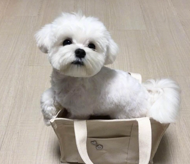 馬爾濟斯一直發抖