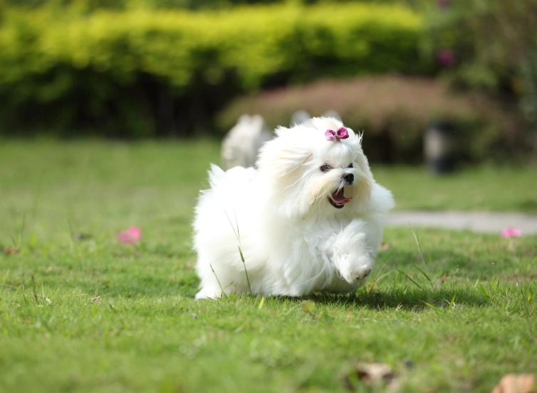 馬爾濟斯一直發抖