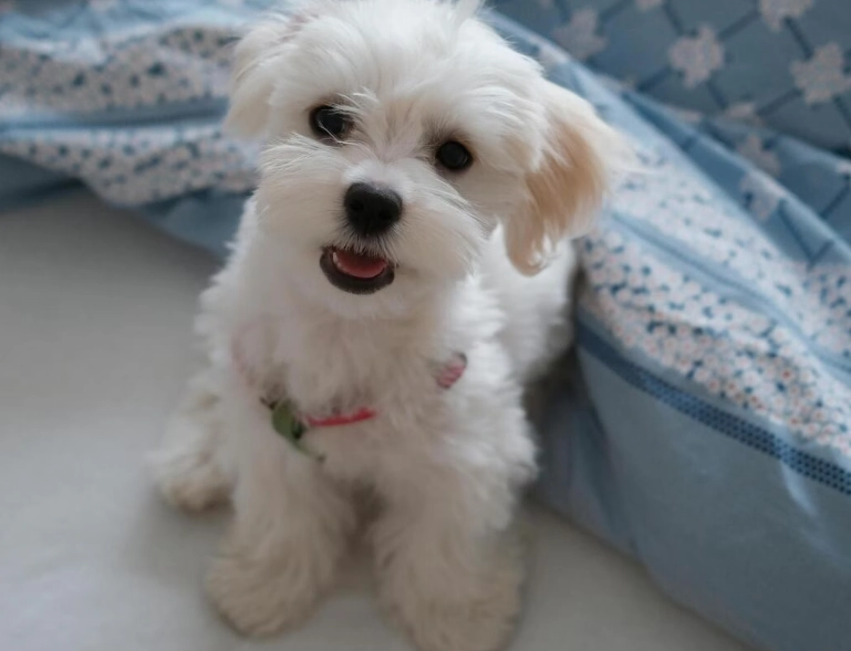 狗狗發抖怎麼辦