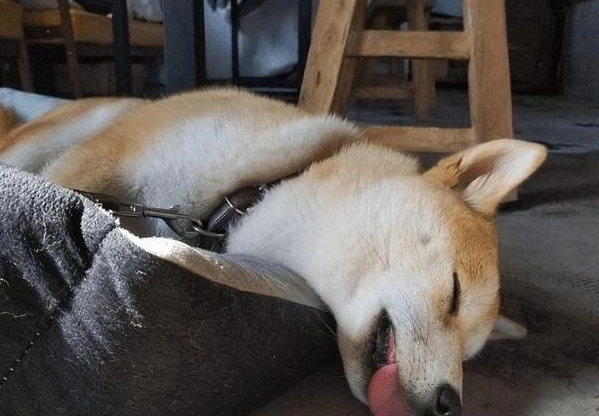 狗狗不睡覺原因