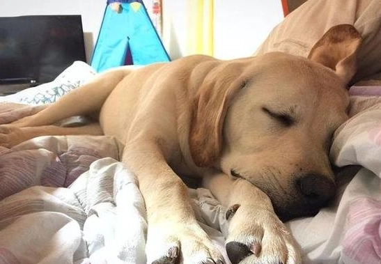 狗狗不睡覺原因