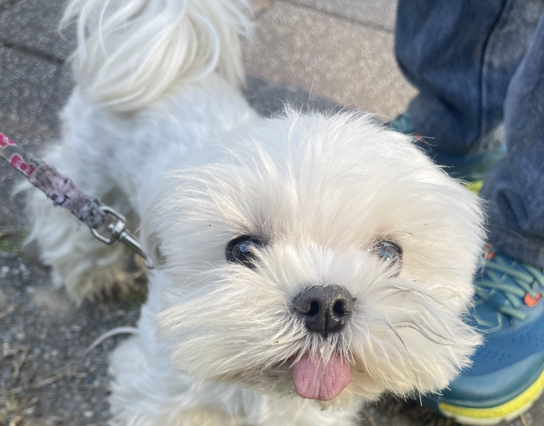 馬爾濟斯發抖原因