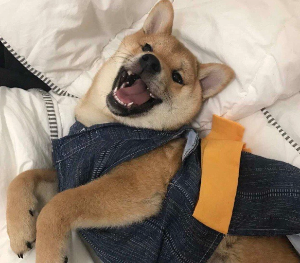 狗狗半夜不睡覺