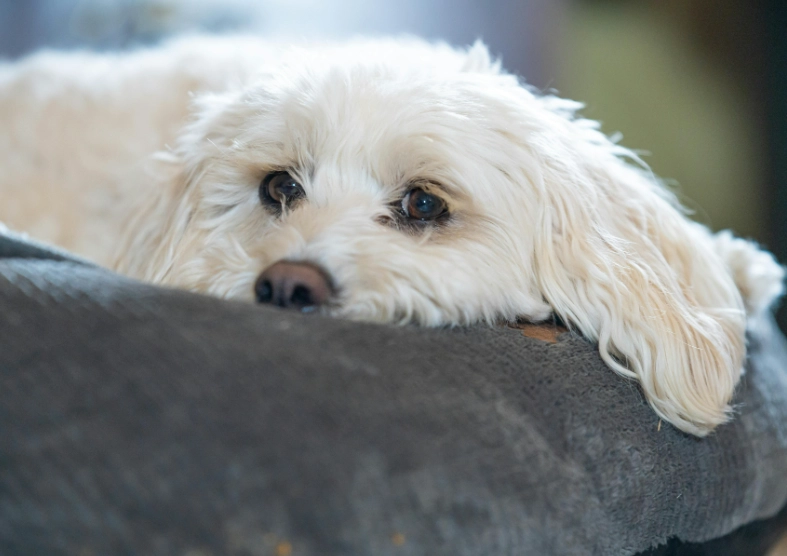 狗狗半夜不睡覺