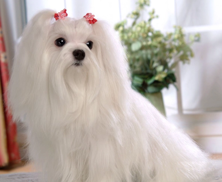 馬爾濟斯發抖原因