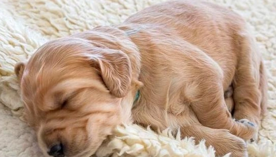 狗狗焦慮走來走去