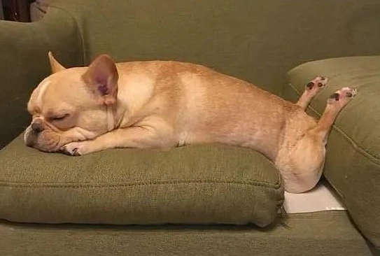 狗狗焦慮走來走去