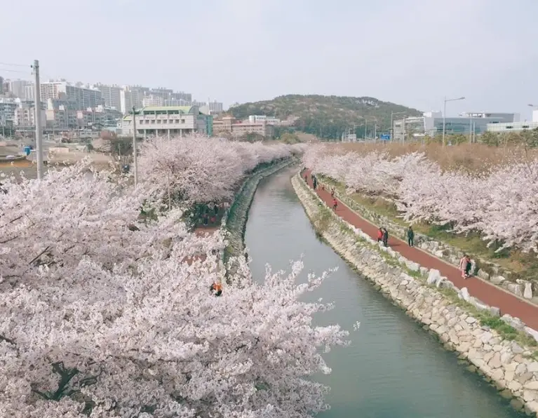 釜山賞櫻景點 釜山賞櫻景點