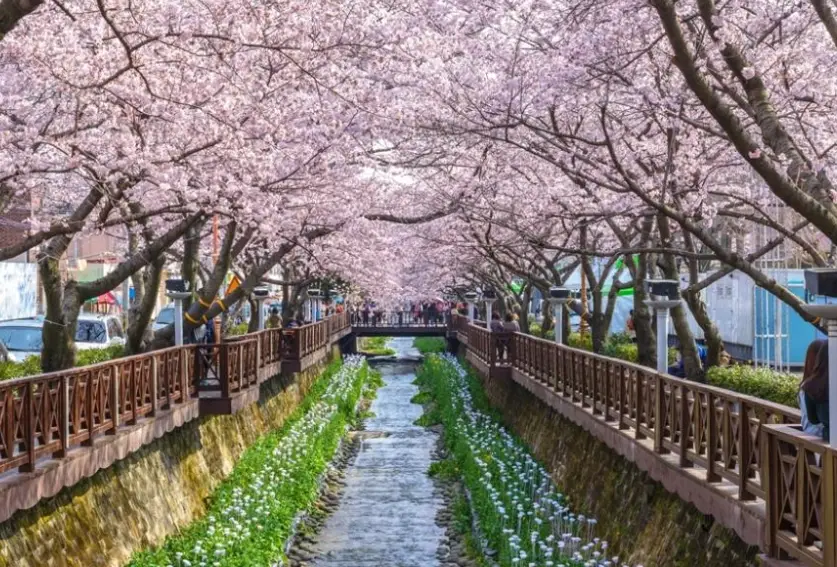 釜山櫻花季時間 釜山櫻花季時間