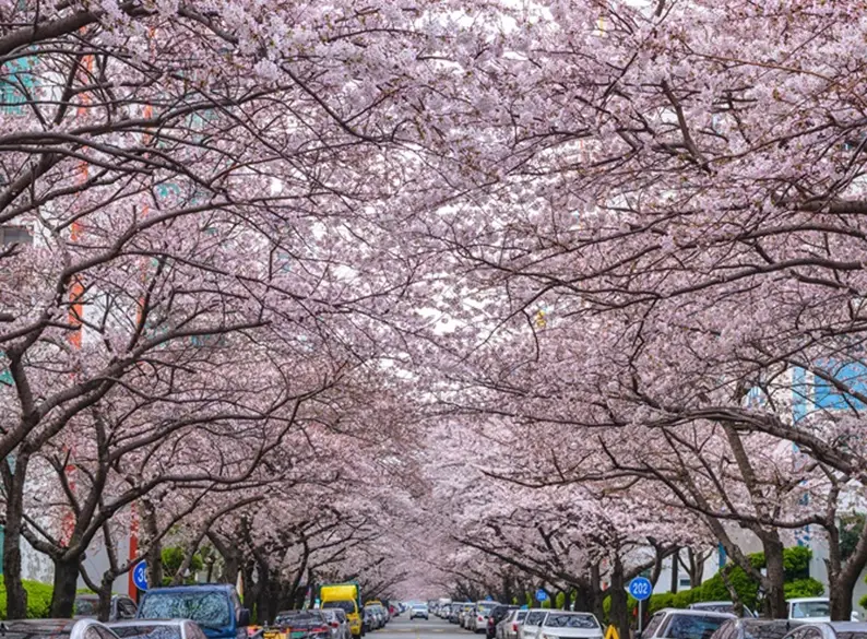 釜山賞櫻景點 釜山賞櫻景點