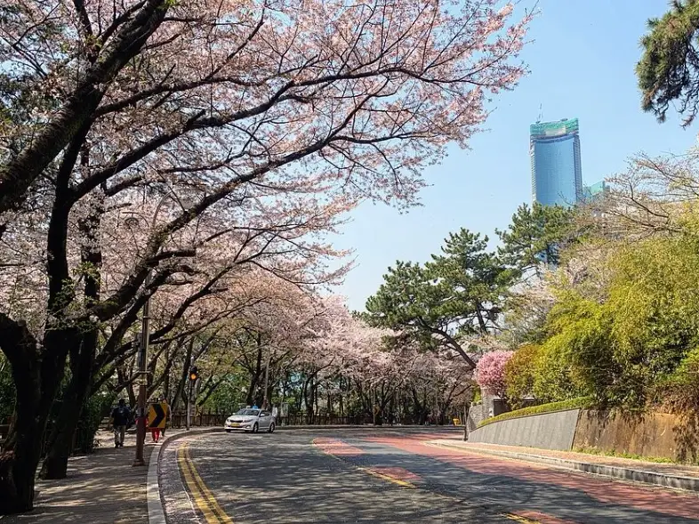 釜山櫻花季時間 釜山櫻花季時間